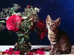 To Be Adored